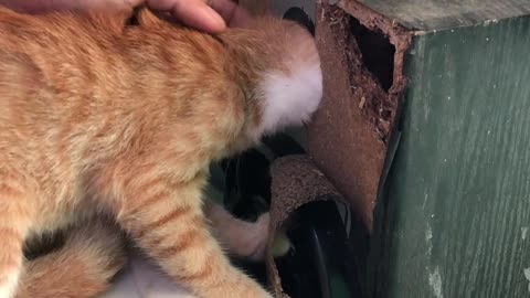 Saving an Orange Kitten With its Head Trapped in a Box