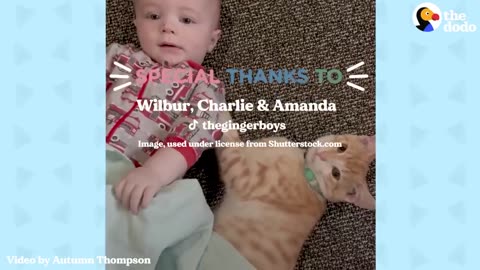 Cat Obsessed With Baby Brother Thinks He’s Also A Baby | The Dodo Cat Crazy