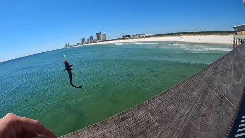 Saltwater PIER FISHING with Shrimp!