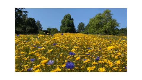 A beautiful garden