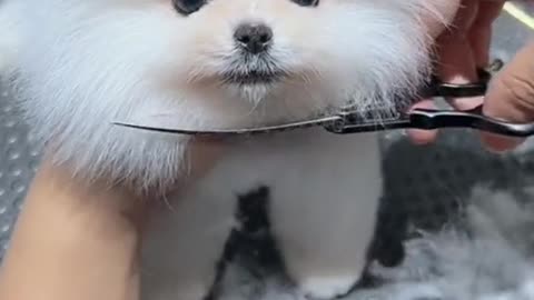 cute and adorable puppies