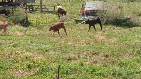 Baby cows playing