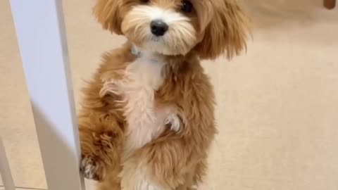 Maltipoo Magic: Cutest Moment of a Darling Companion