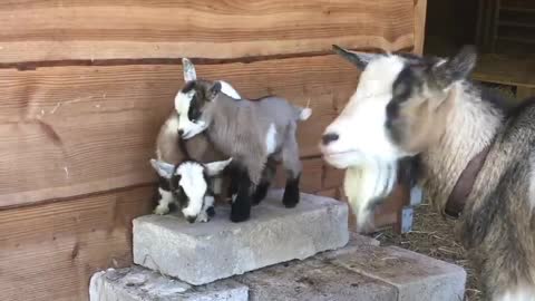 Funny Baby Goats playing together in front of her mother