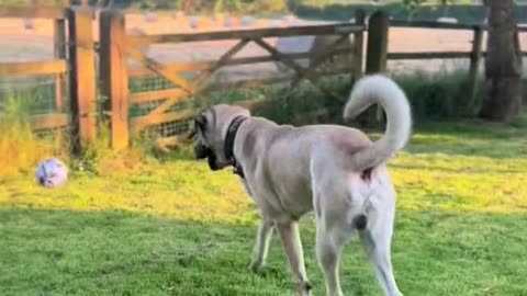 "Max the Dog Predicts Euro 2024 Matches"