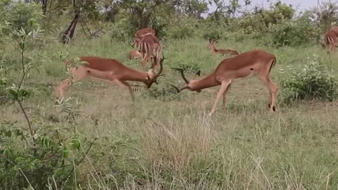 Impala Rams Fighting Copyright Free Animal Videos