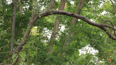 Gibbon in a tree.