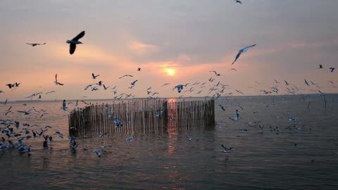 sunset and migratory seagulls❤🕊🕊