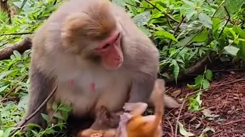 how cute! she's playing with the baby like a human does