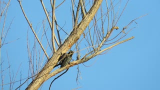 Ladder-backed Woodpecker along the Bill Williams River as viewed from kayak.