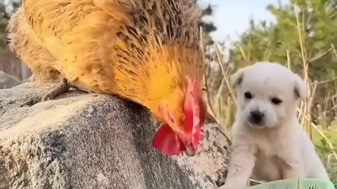 Puppy 's family - follow me