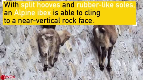 GOATS CLIMBING ON A 160-FOOT-TALL DAM IN ITALY | Discovery Animal Planet