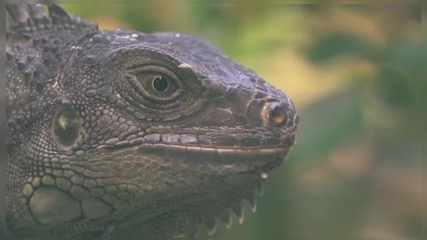 Iguanas Reptiles Nature Beautiful Nature Beautiful Reptiles Iguanas Wildlife