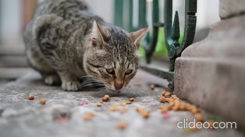 Feasting Feline: A Cat Enjoys Its Meal by the Fence