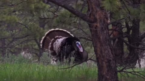 Turkey hunting