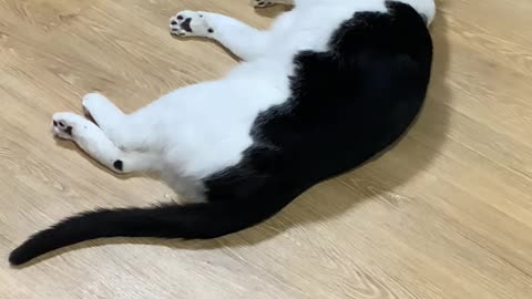 Cat lying down and grooming