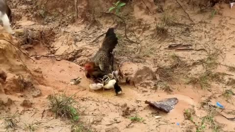 SERANGAN AYAM KE BURUNG ELANG