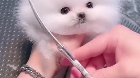 Cute dog hair cut