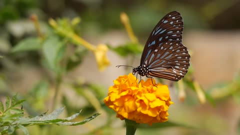 Butterfly sipping flower juice