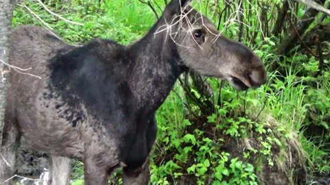 Mudhole Moose