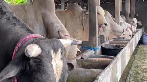 Eat Cow Funny for breeding