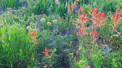 Summer Wildflowers