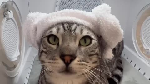 Feline Follies|Hilarious Reactions When Cats Refuse Baths! 😹🛁.#FunnyCats#HilariousPets