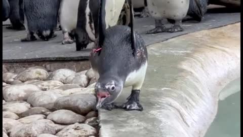 Oh, my God, I love this laughing penguin. He's so cute