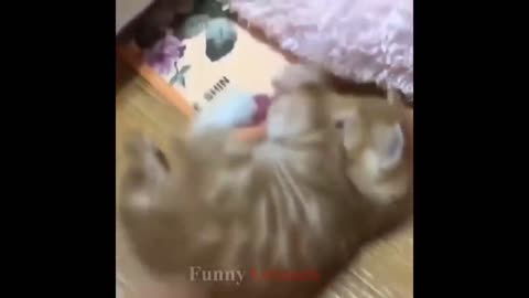 So many cute kittens videos