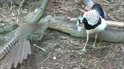 Beautiful Golden Pheasants and Wading Birds