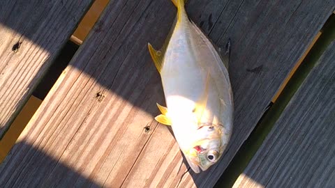 Caught on the Halifax river