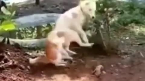 #animals #funnyvideos #funnyanimals #funnyfails #viral #trendingreels