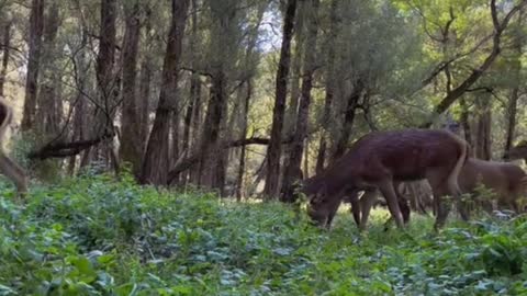 walking stag