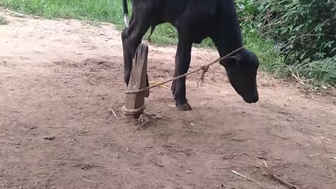 Small Buffalo 🐃 in India