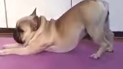 Funny Pug Dog Doing Yoga Training