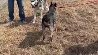 #10 Female blue heeler #11 Male tan and black #39 Male Husky Jan 2022