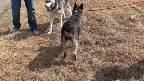 #10 Female blue heeler #11 Male tan and black #39 Male Husky Jan 2022