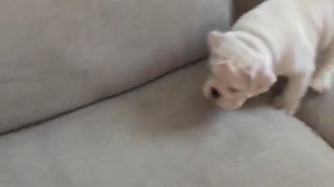 Puppy adorably stalks his "prey"