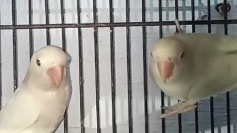 White Lovebirds