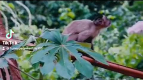 👉 CuteFunny🙊 Monkey🤩 compilation🐵|Funny Cute Animal Monkey|