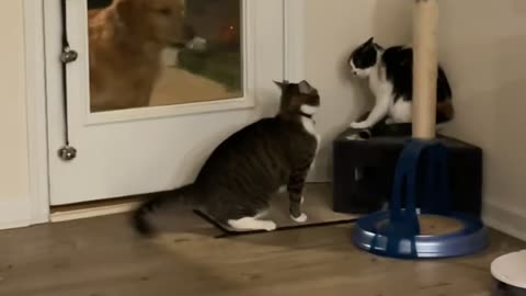 Golden Retriever Doesn't Like it When the Cats Fight