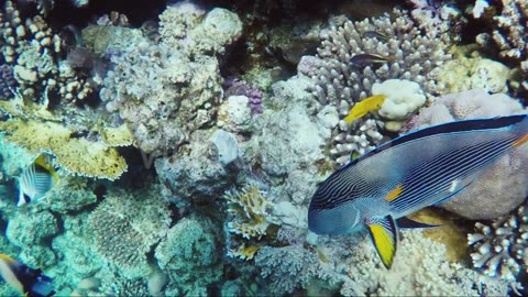 Amazing Underwater World of Coral and Exotic Fish Fish Surgeon Swims