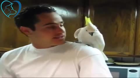 Talking Parrot