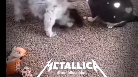 ANIMALS BEING FUNNY