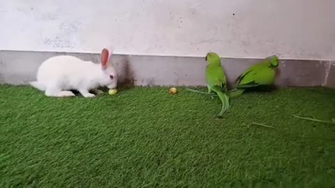 Indian Mitthu Parrots Vs Baby Rabbits | Pn Aallam