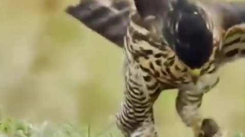 Snake VS Eagle 👊Very Dangerous Fighting 👊Animal Lovers#Video