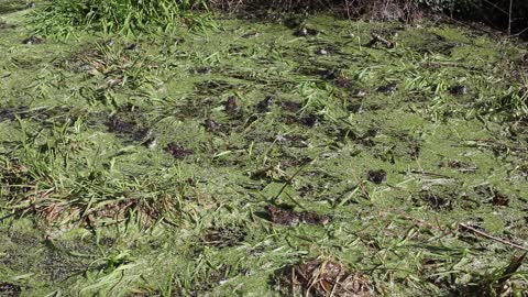 Baby Frogs Amphibian Green Lake Life