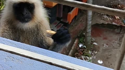 Monkey took a biscuit from my hand!