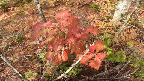 Fall Foliage