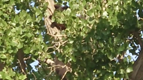 Bears on orchard Mesa